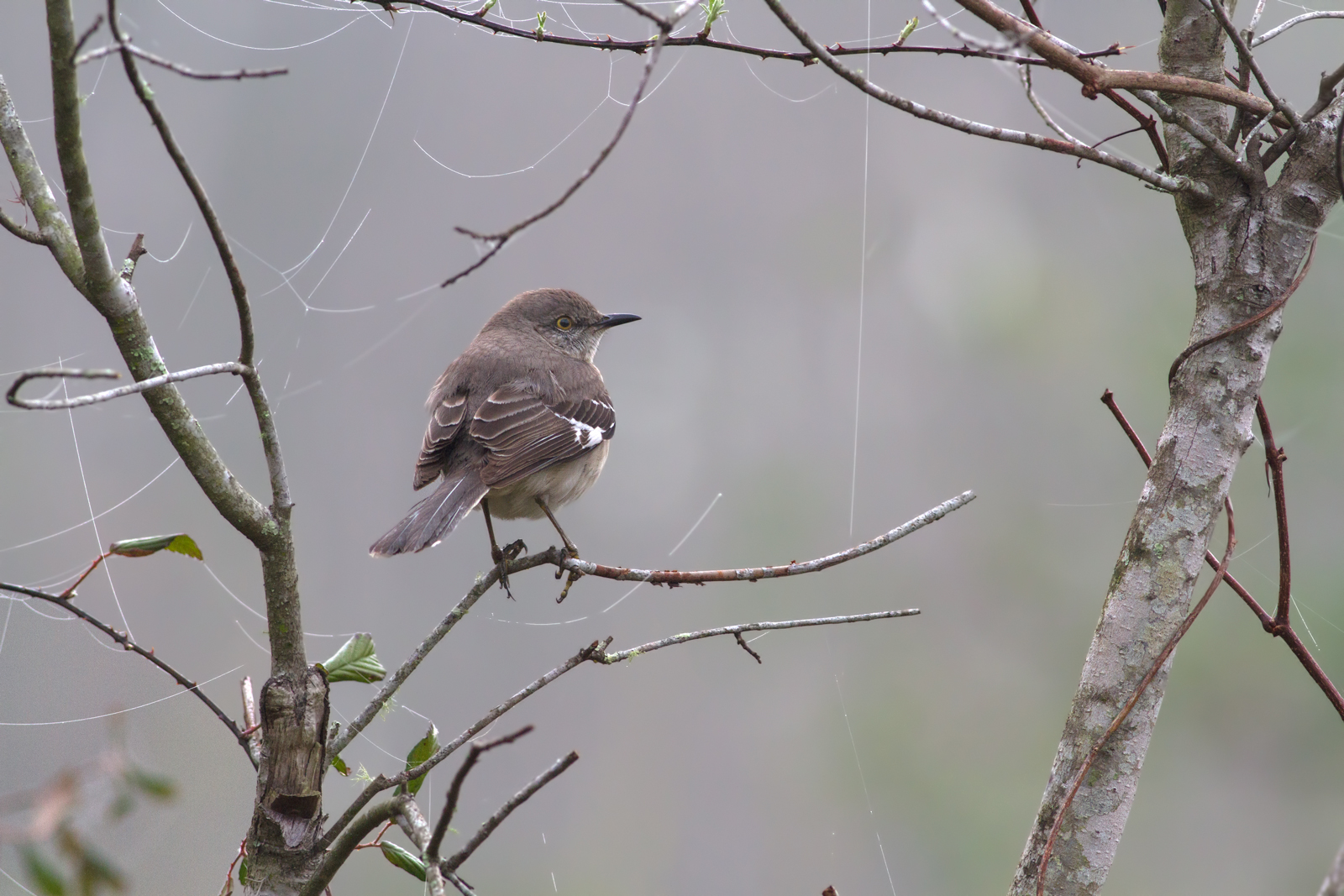 Northern Mockingbird