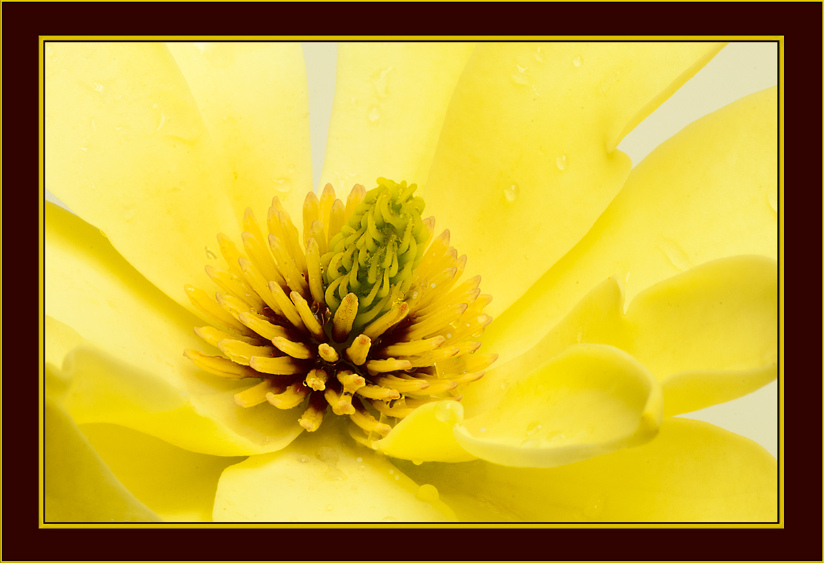 First Magnolia