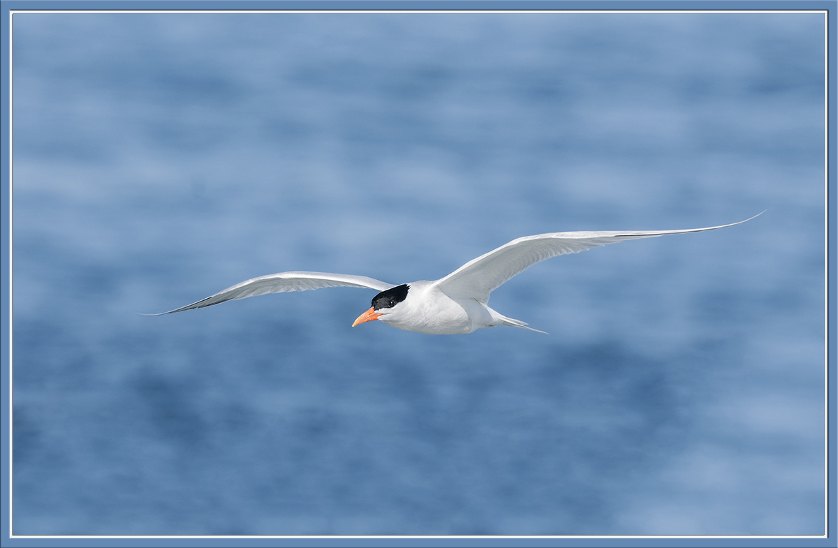 Royal Tern