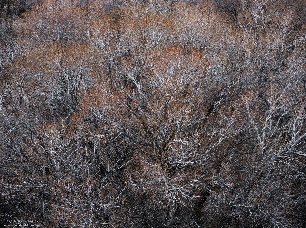 Branching Out + Repost