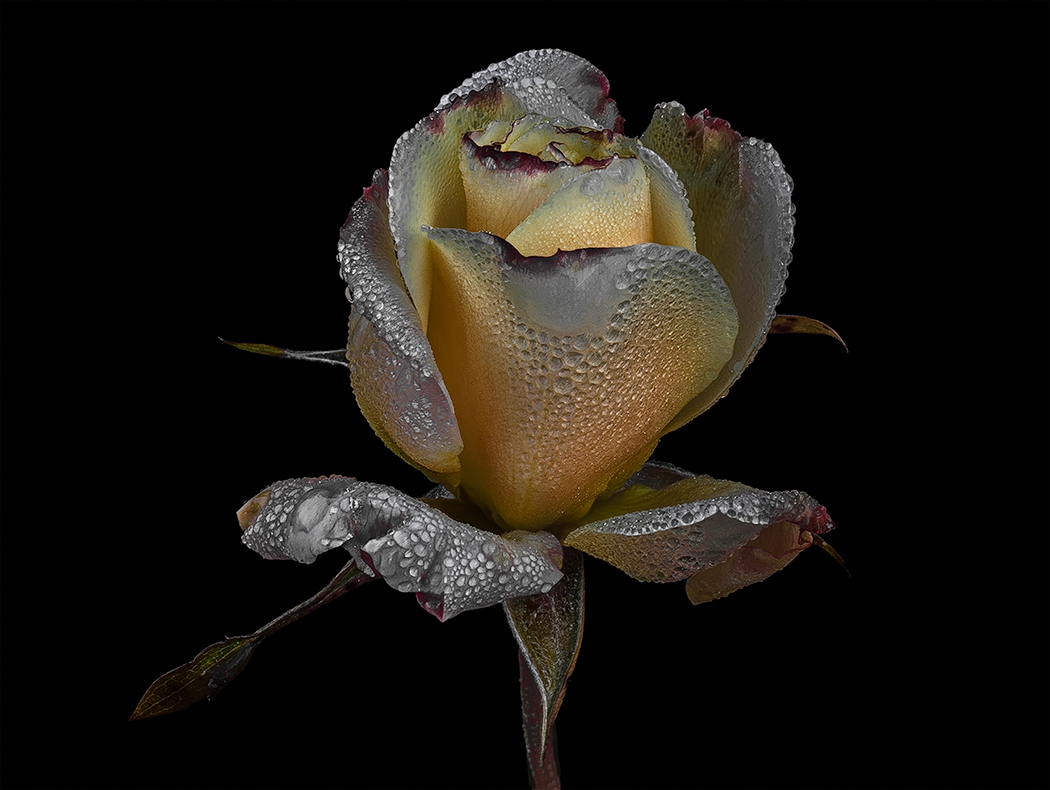 The last winter rose