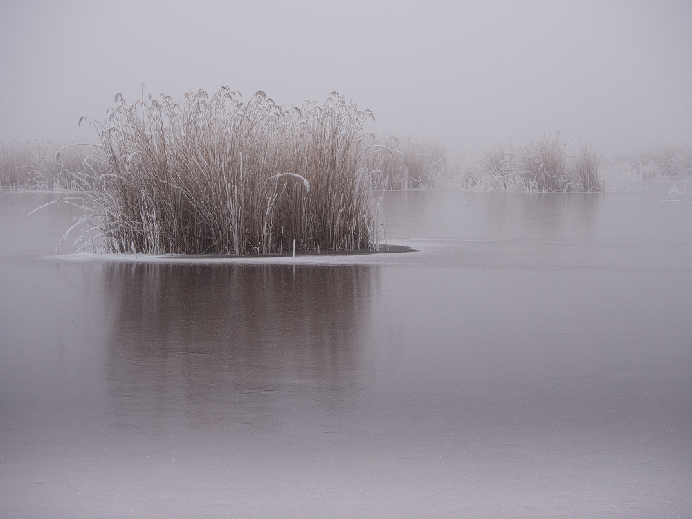 Reeds and White Frost