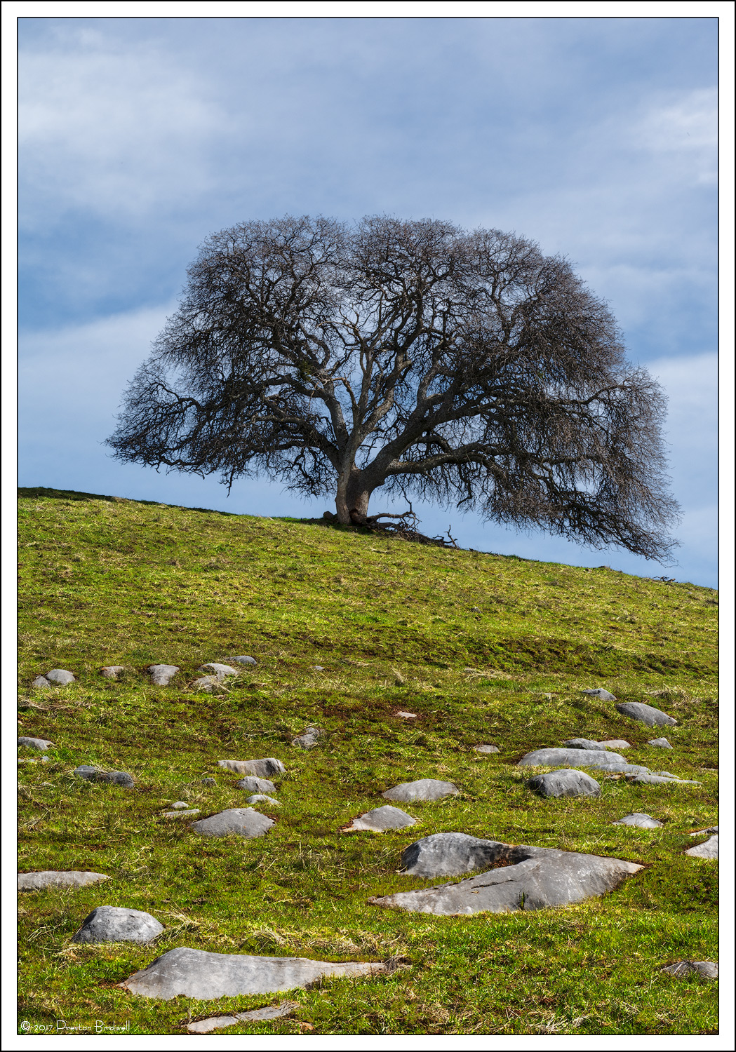 Lonesome Oak