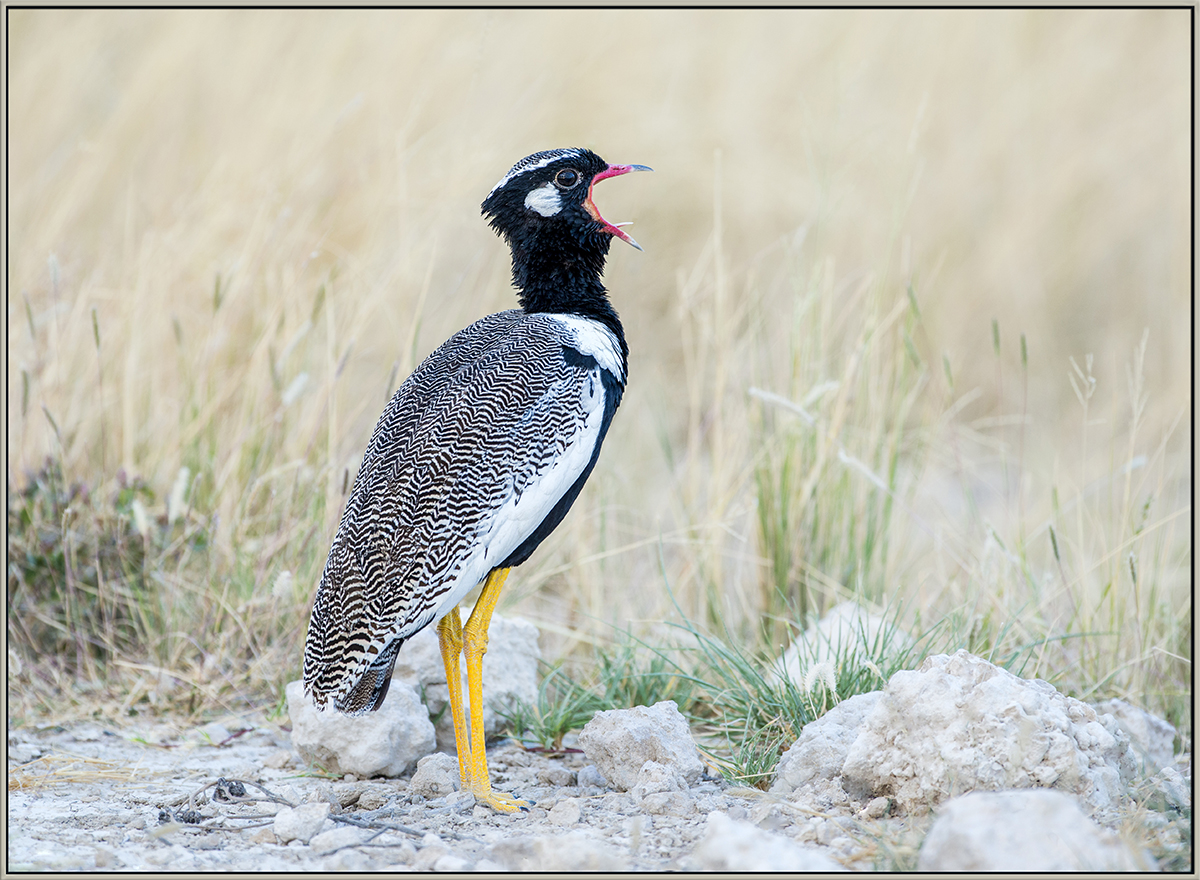 Northern Black Korhaan