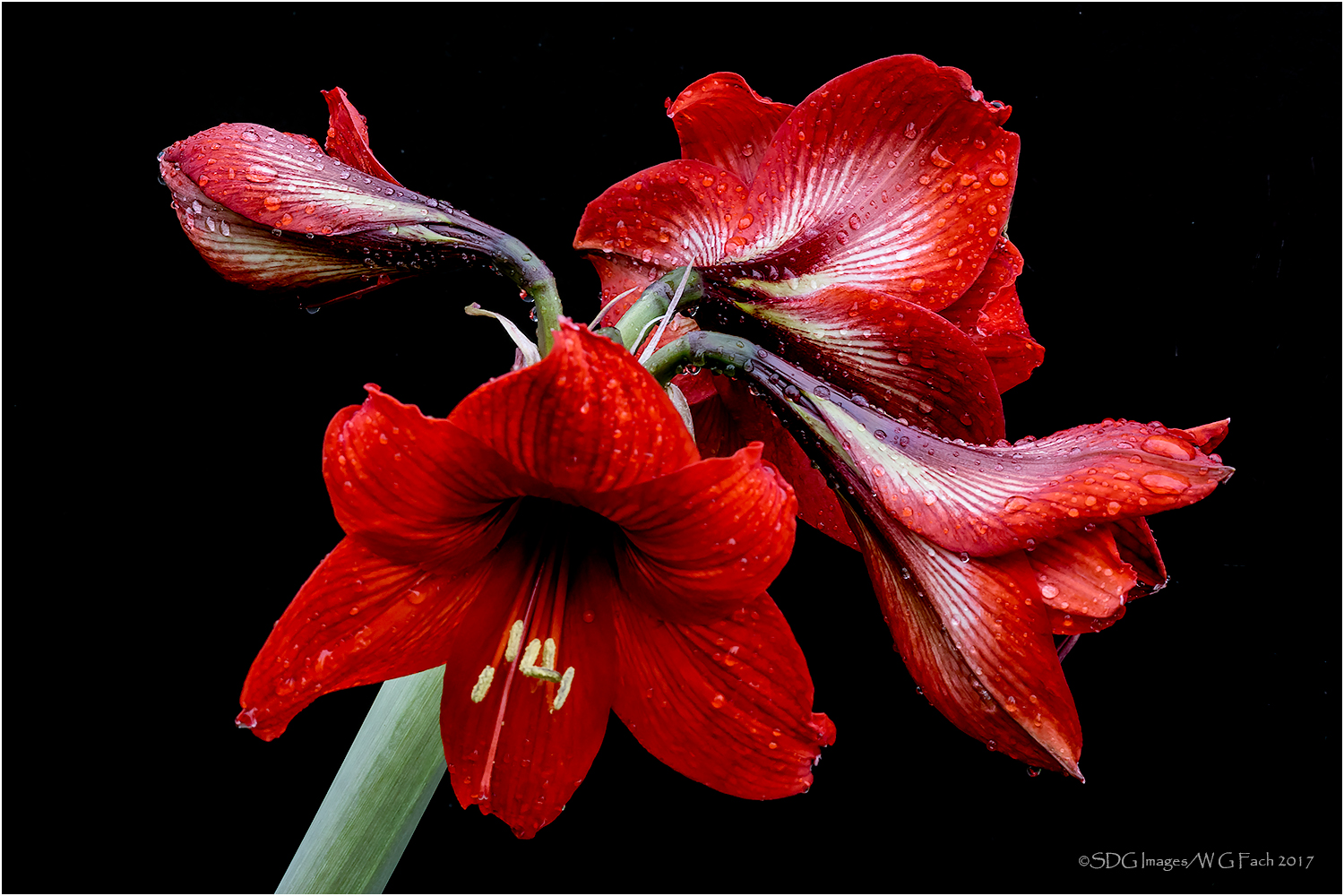 Burgeoning Amaryllis