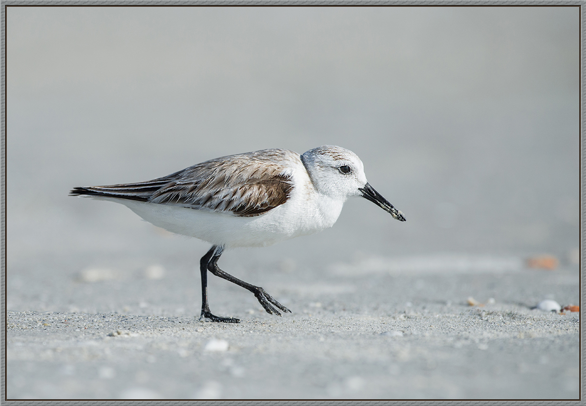 Dawn Sanderling