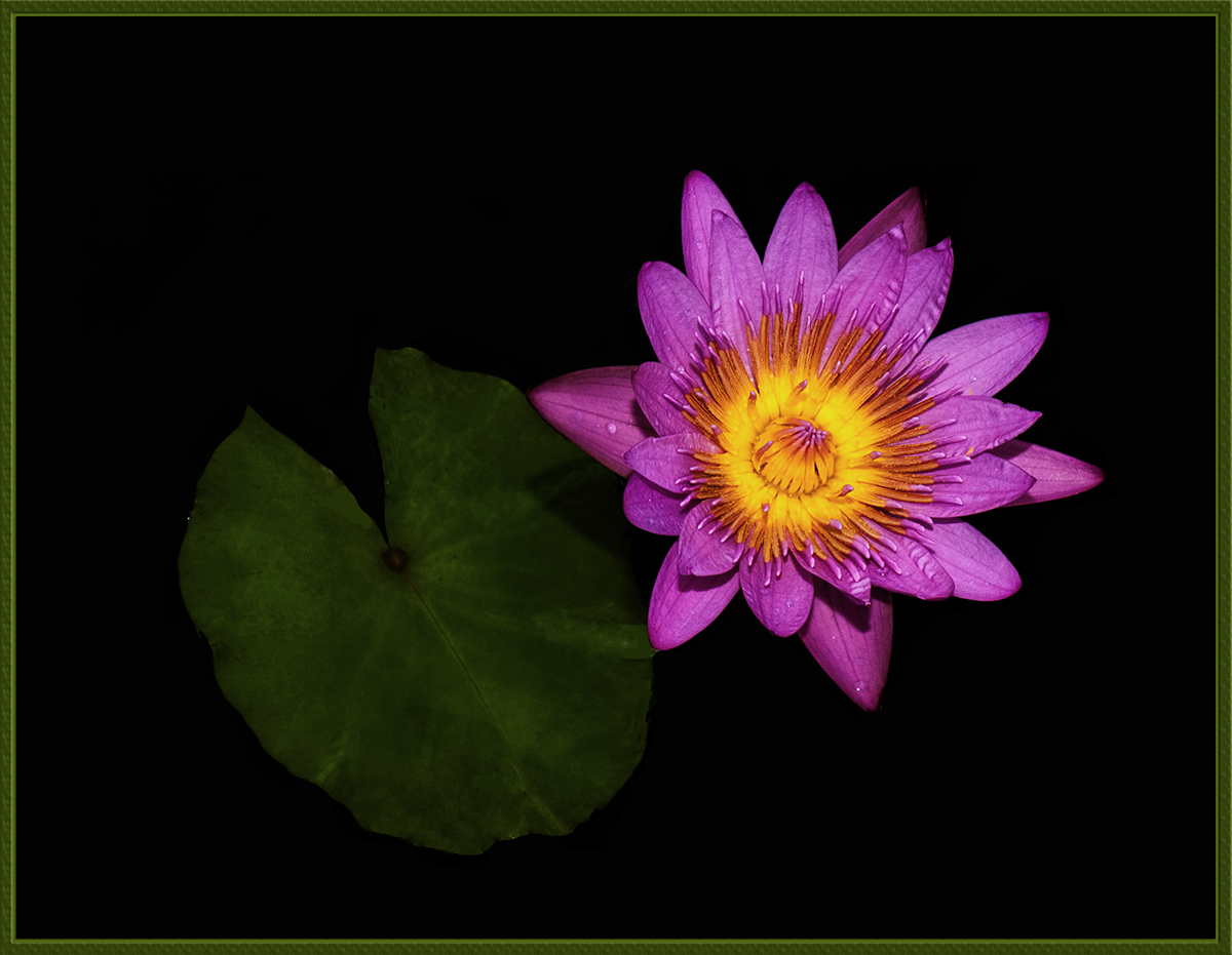 Water Lily