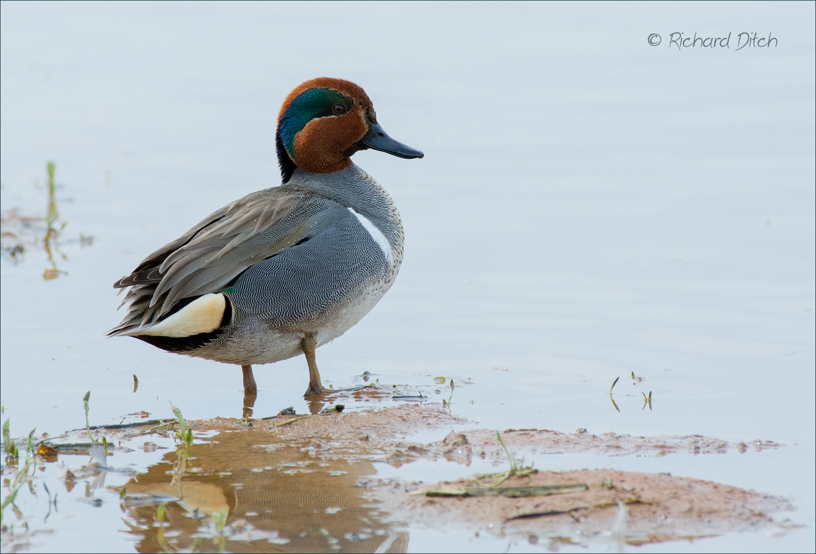 Green-winged Teal 