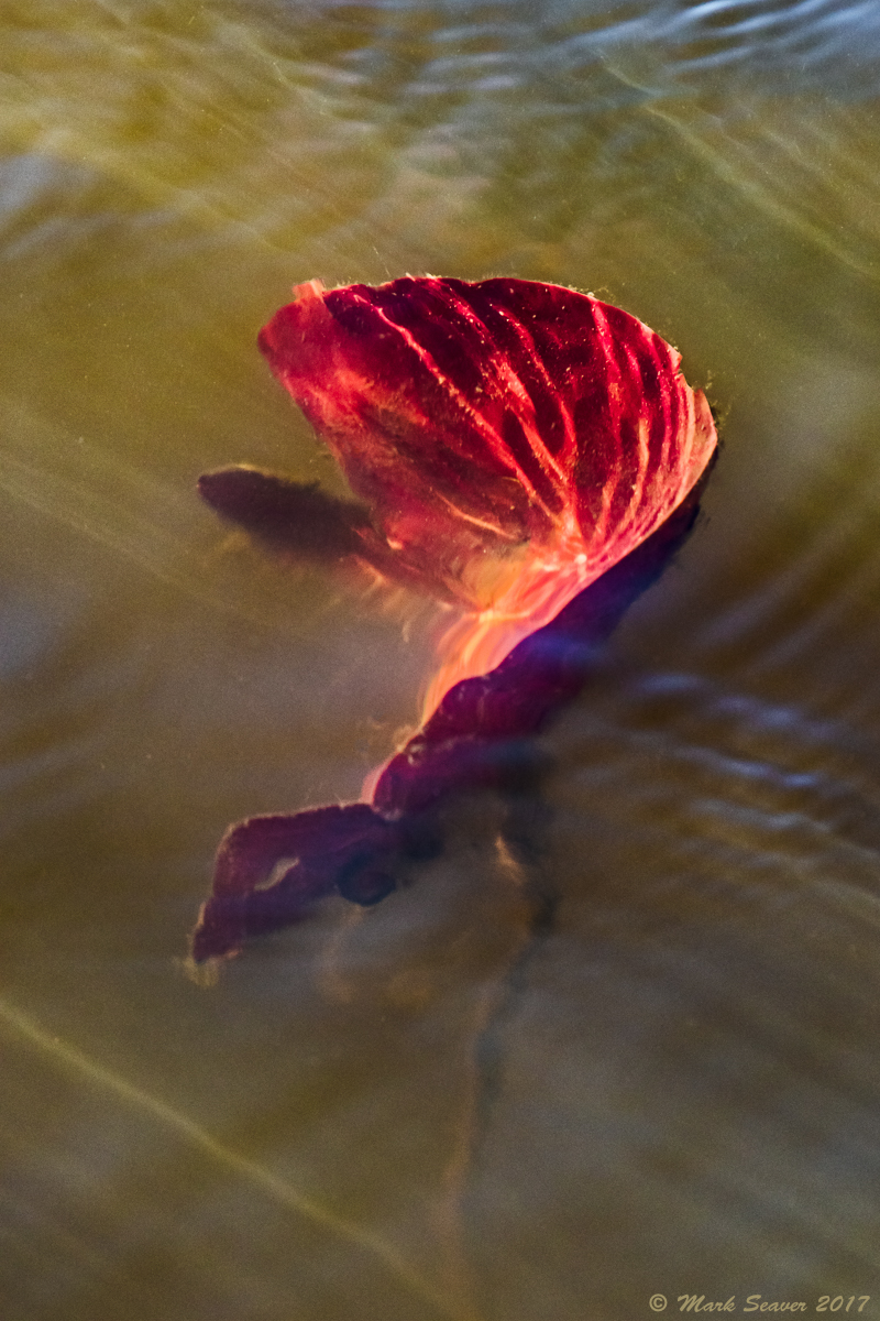 Waving underwater