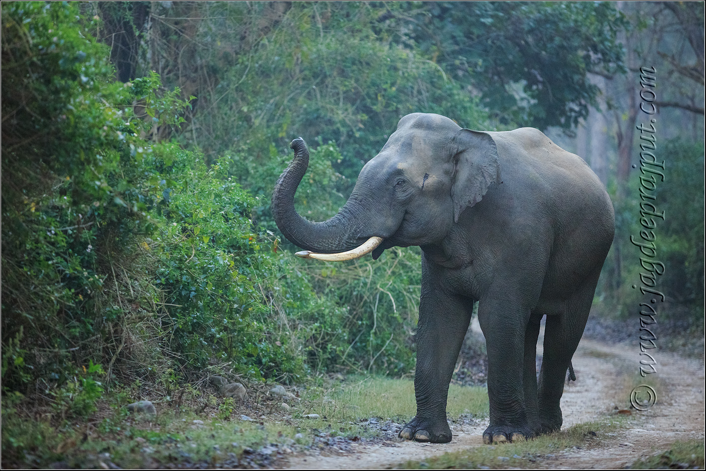 Tusker on the track