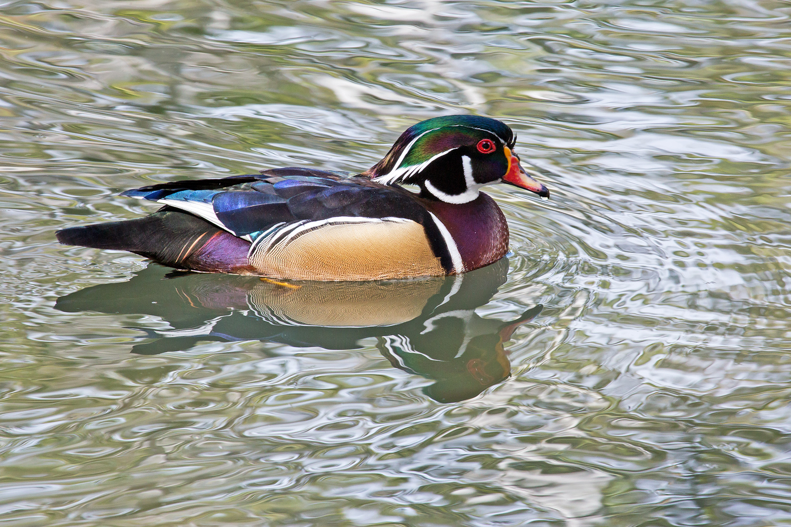 Wood Duck Drake