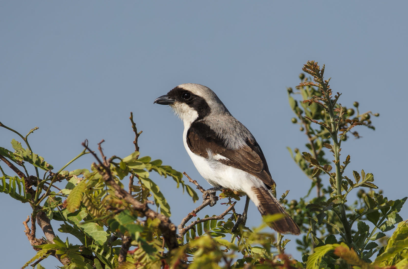 Grey Backed Fiscal