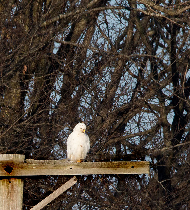 Leucistic Hawk.