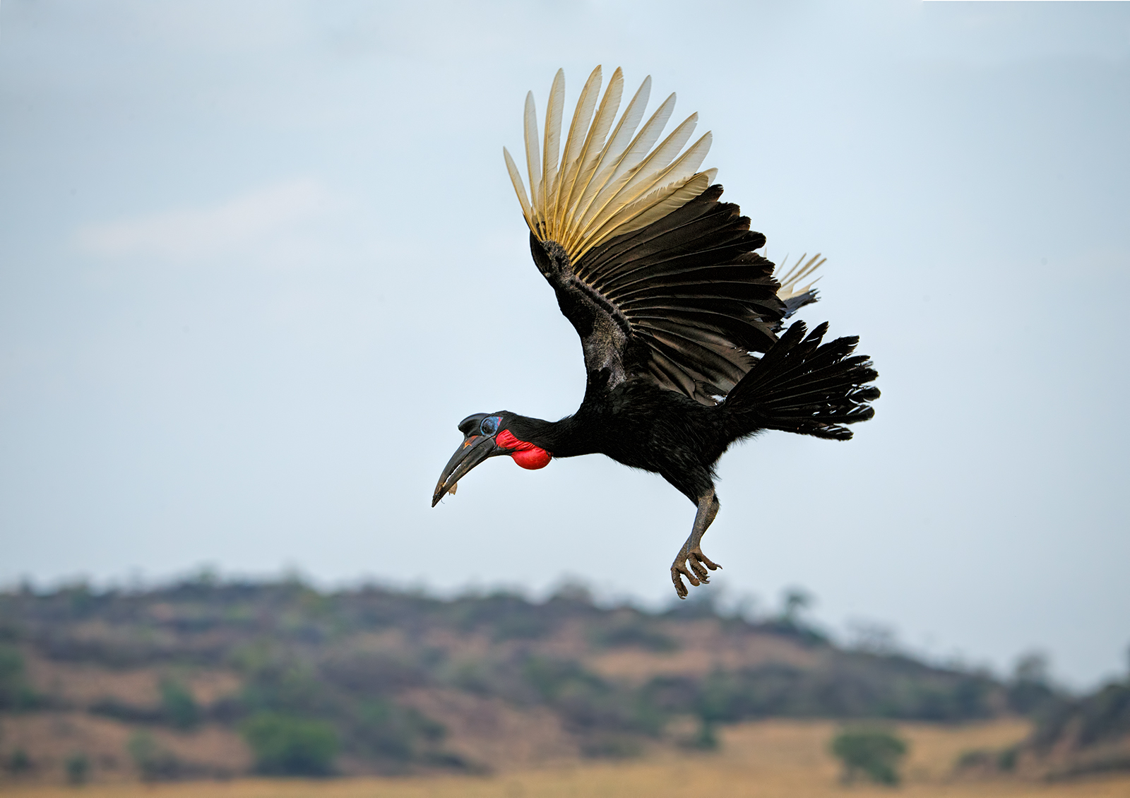 Abyssinian   Hornbill