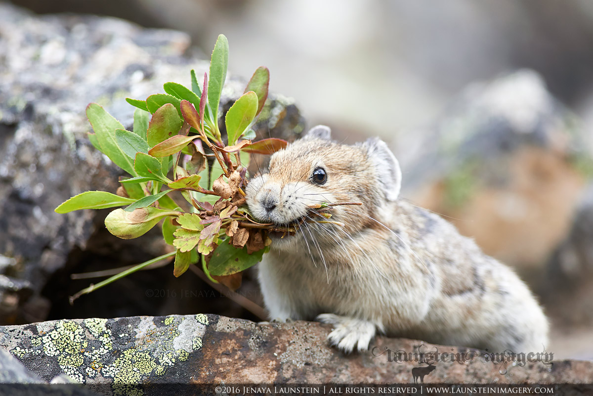 Pika Brunch