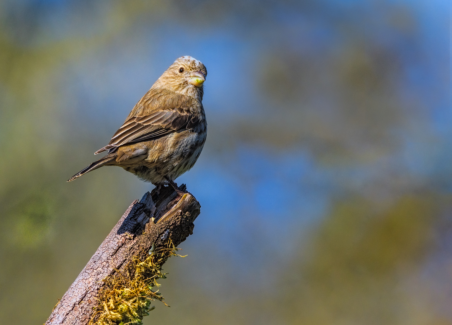 Female House Finch