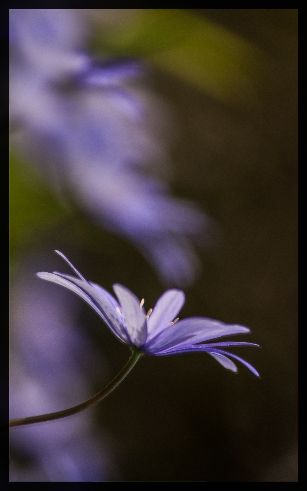 Blue Anemone