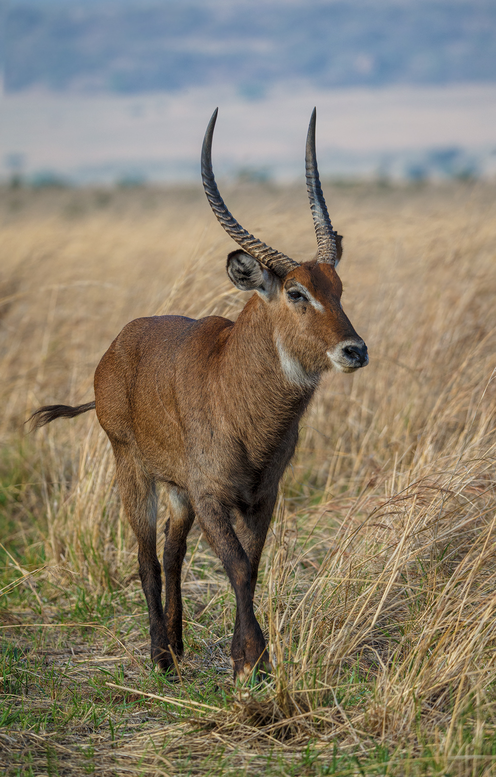 Defassa  Waterbuck