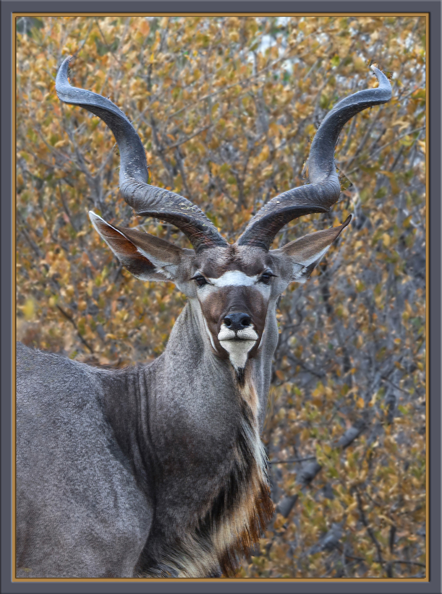 Kudu w/re-post