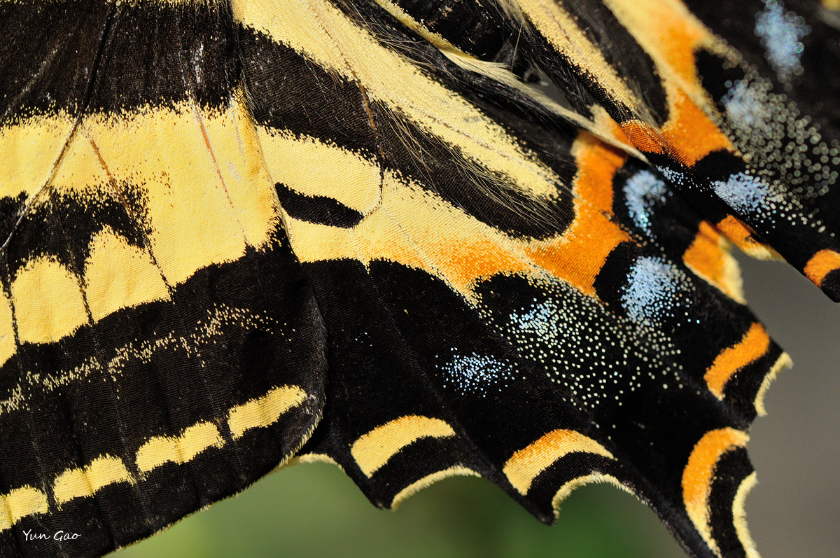 Tiger Swallowtail