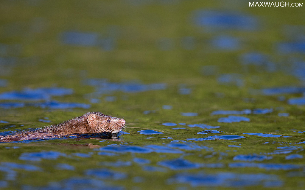 Swimming Mink