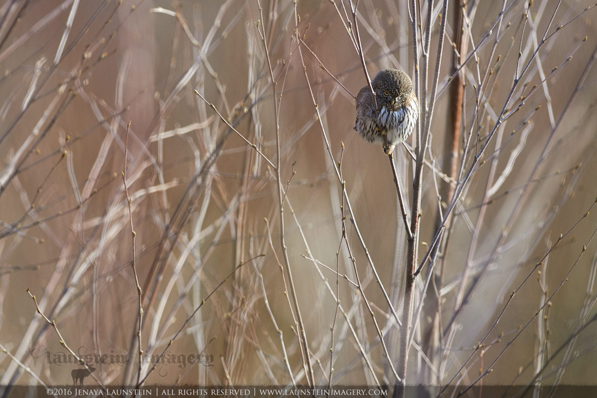 Pygmy In The Branches