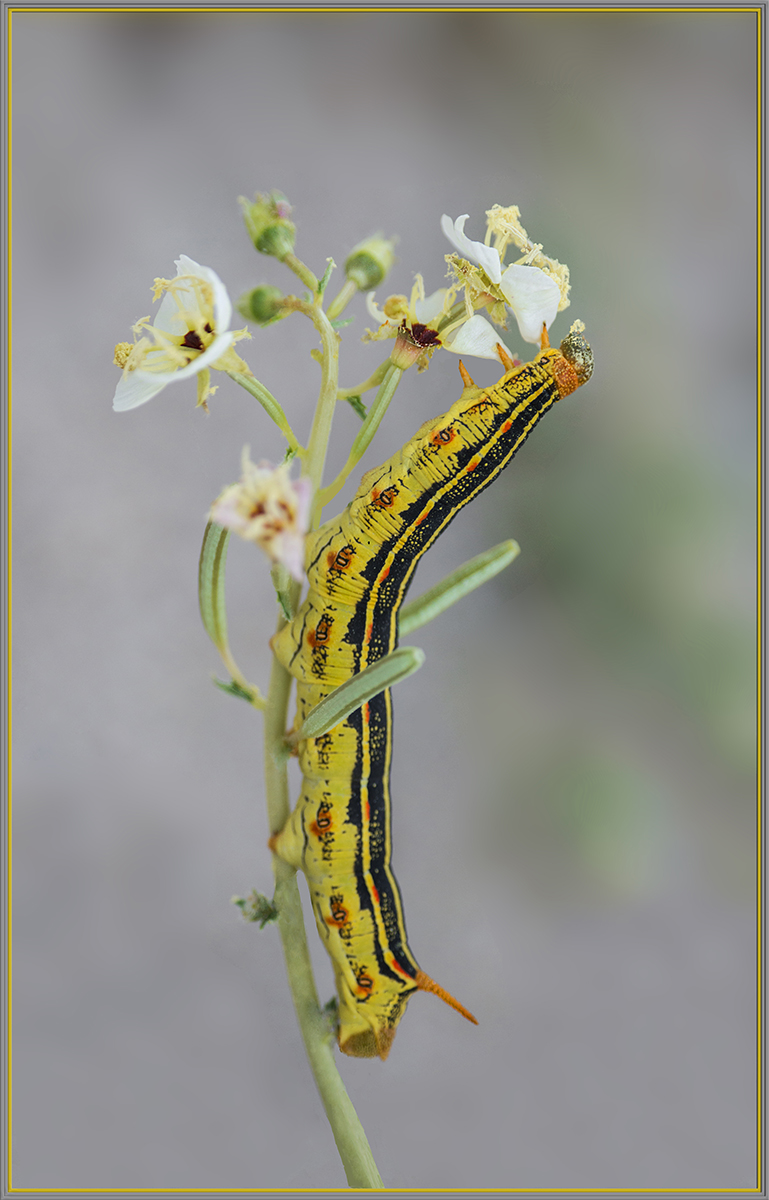 Sphinx Moth Caterpillar