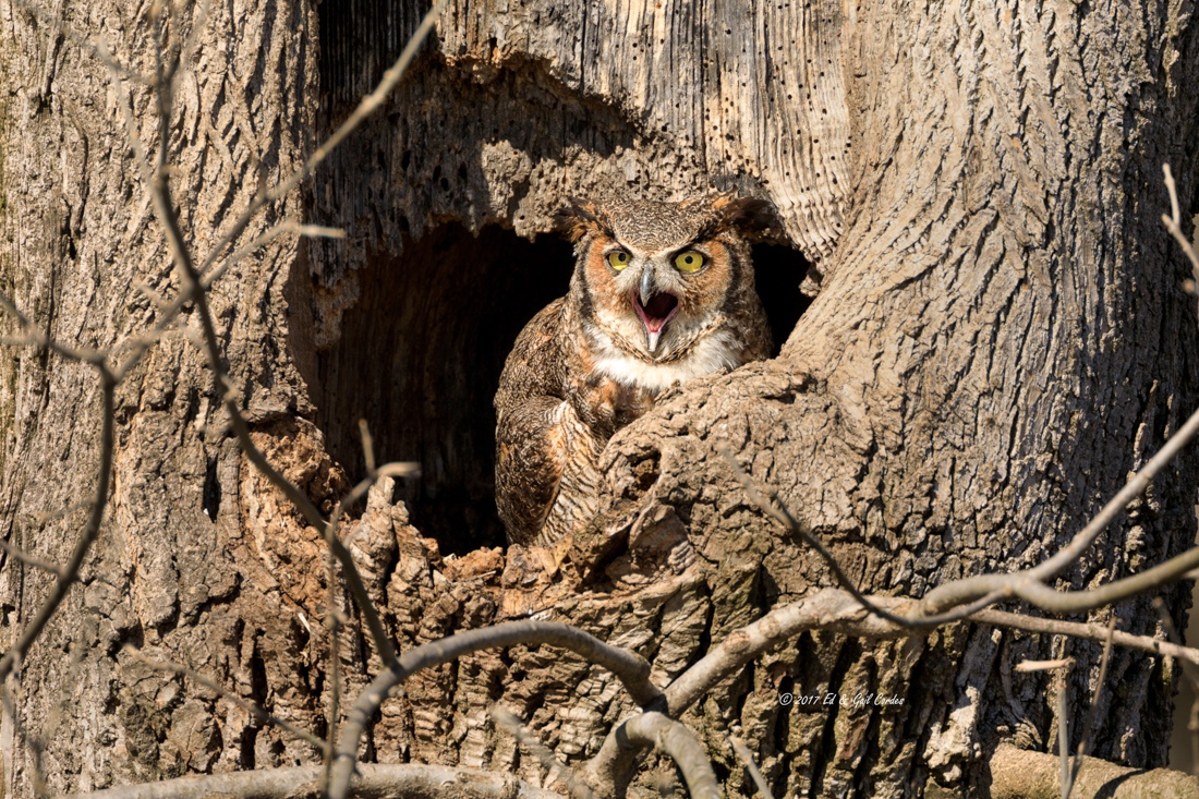 Great Horned Owl #2