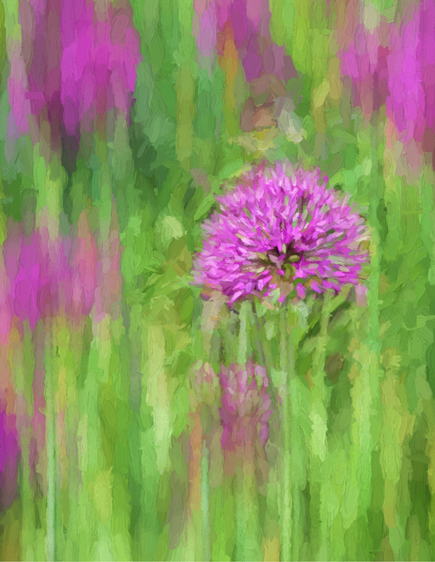 Allium