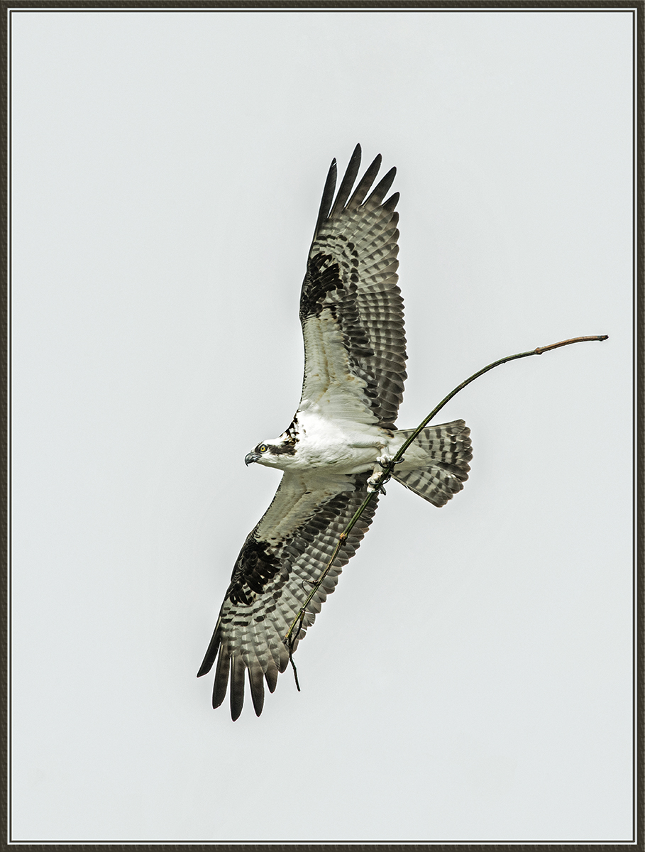 Nest-Building w/re-post