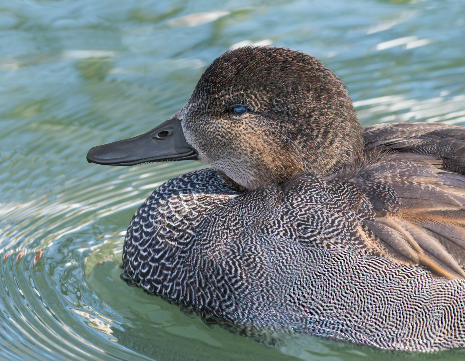 Gadwall op art