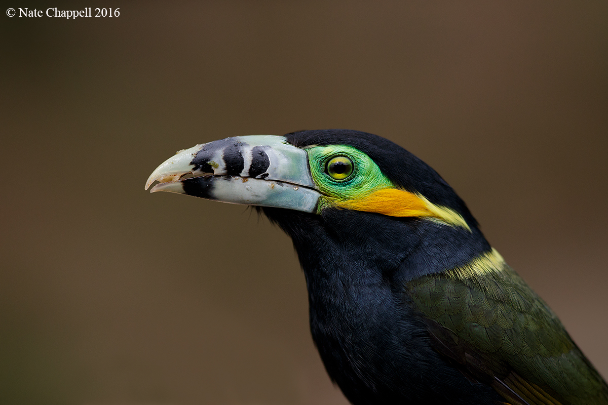 Spot-billed Toucanet 
