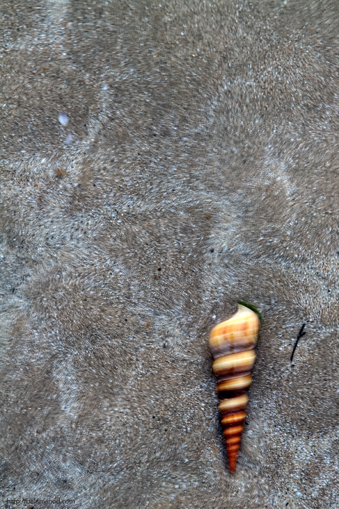 Cone in the Beach