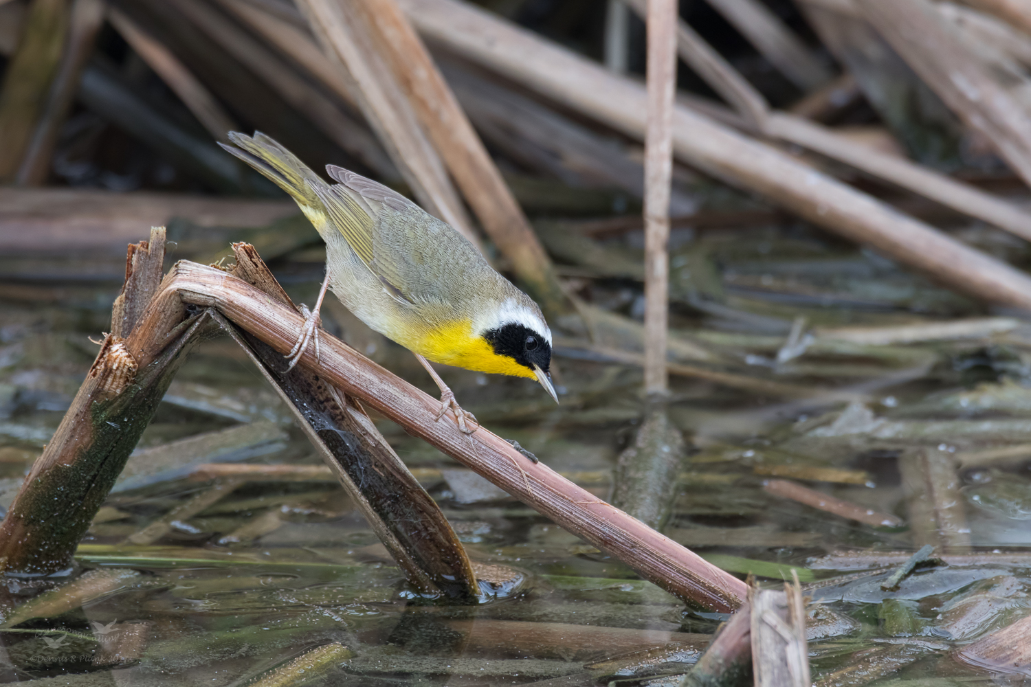 Common Yellowthroat