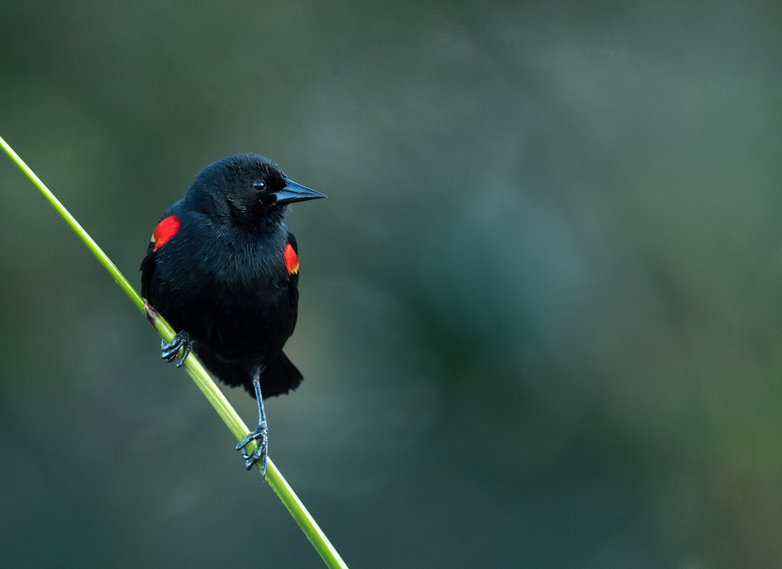 Red-winged Blackbird