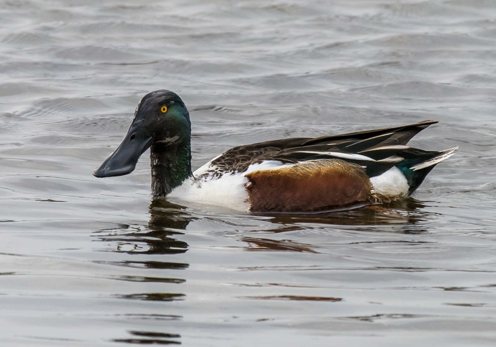 The shoveler