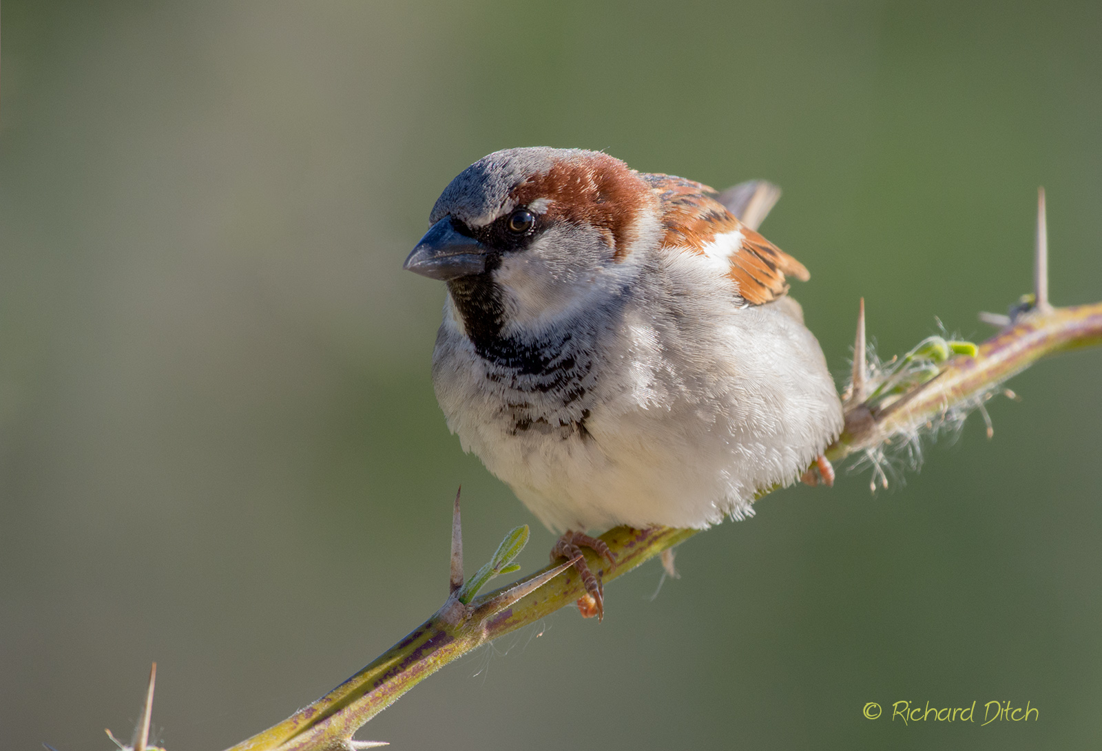 House Sparrow