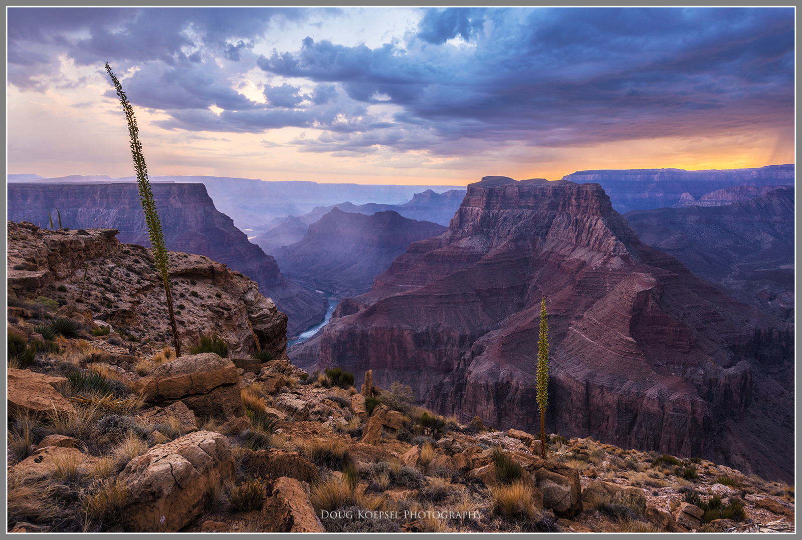Agave Point