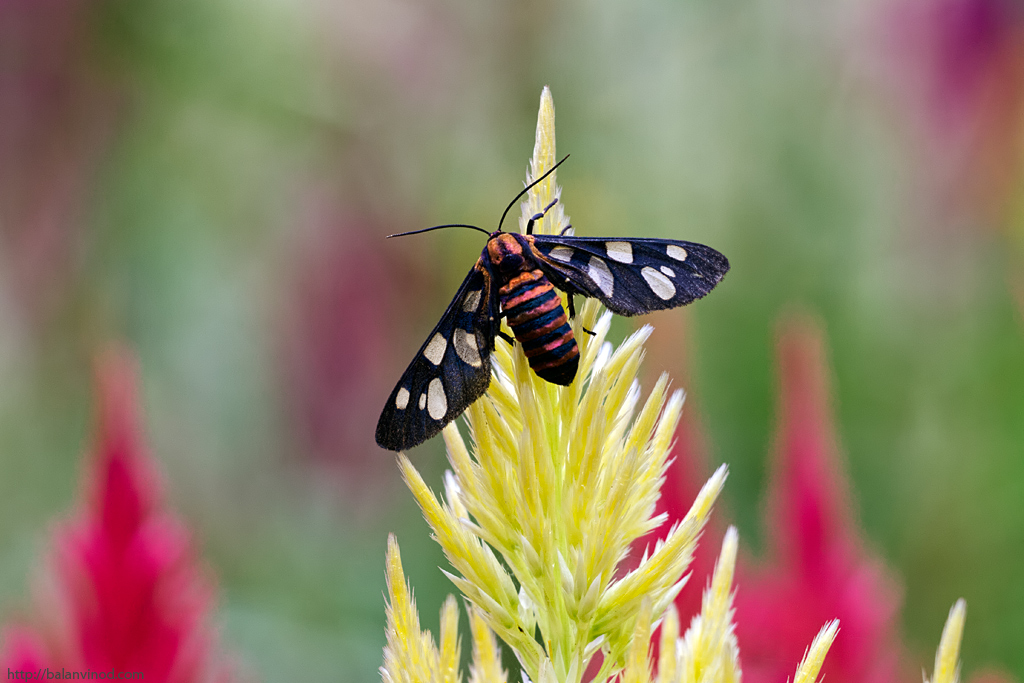 Tiger Moth