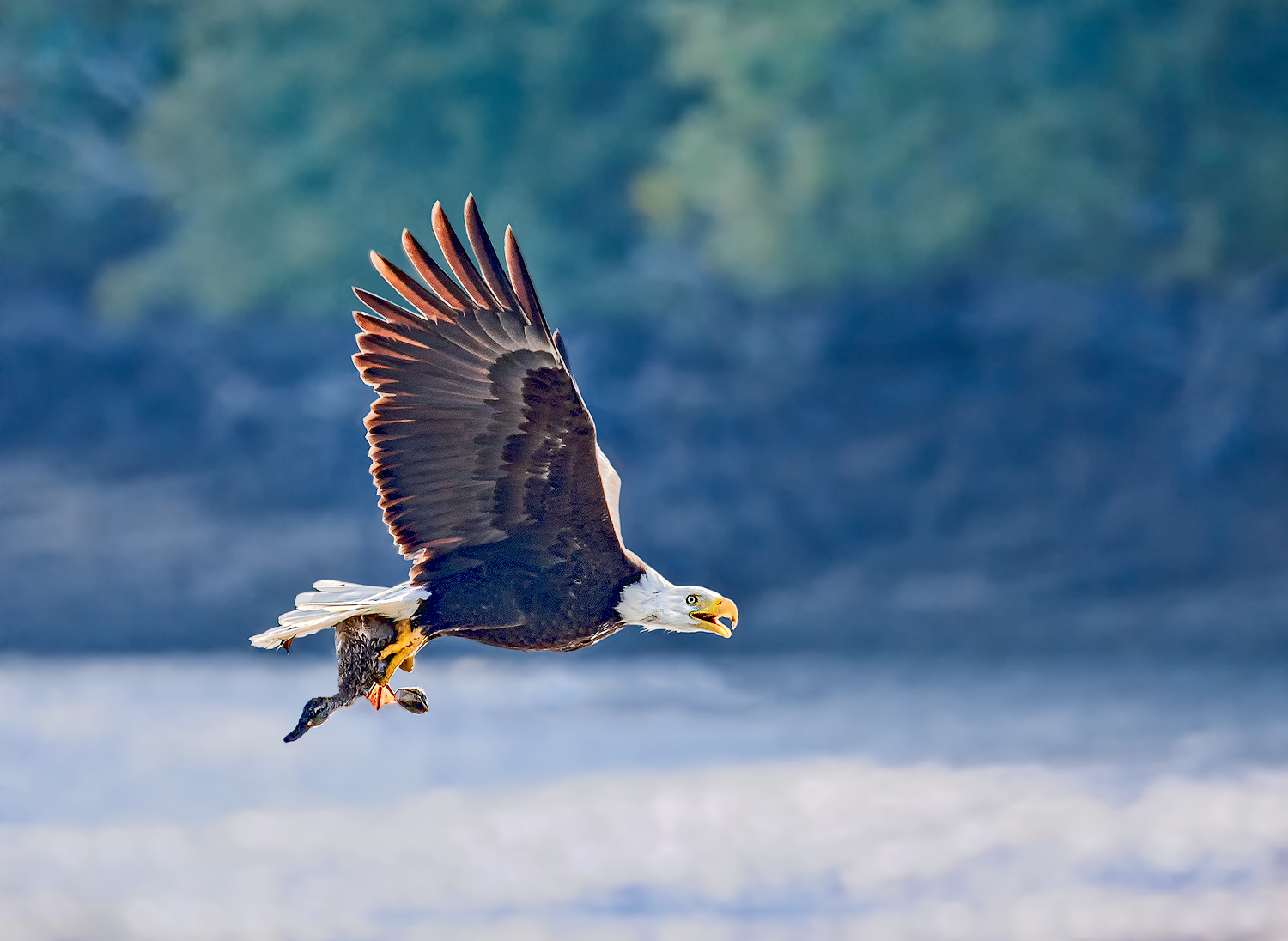 Eagle with lunch & RP