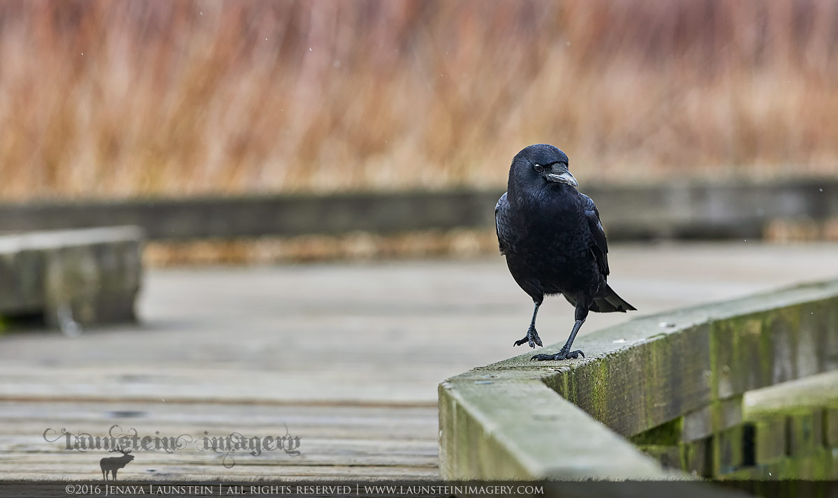 Boardwalk Crow