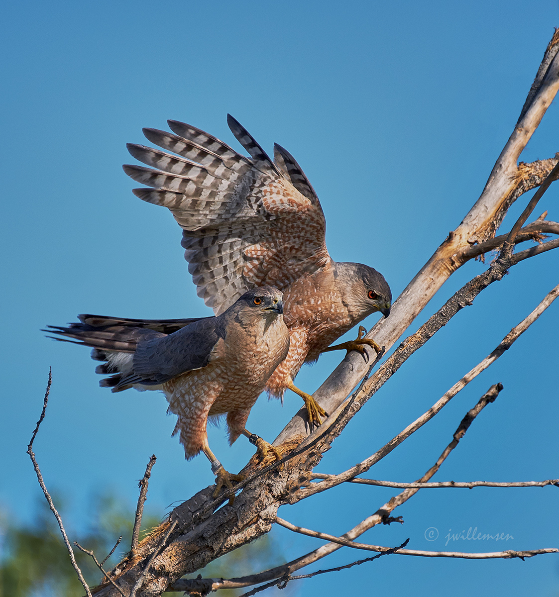 Cooper's Hawk Pair