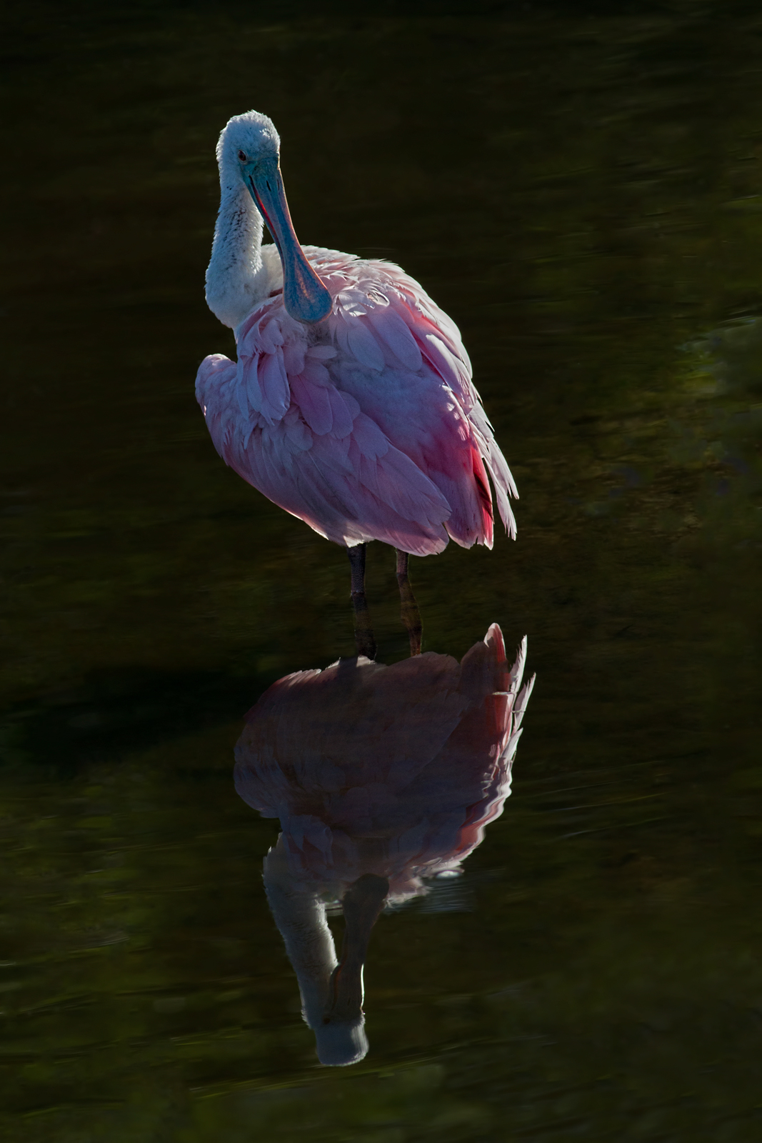 RS/3rd redo/water