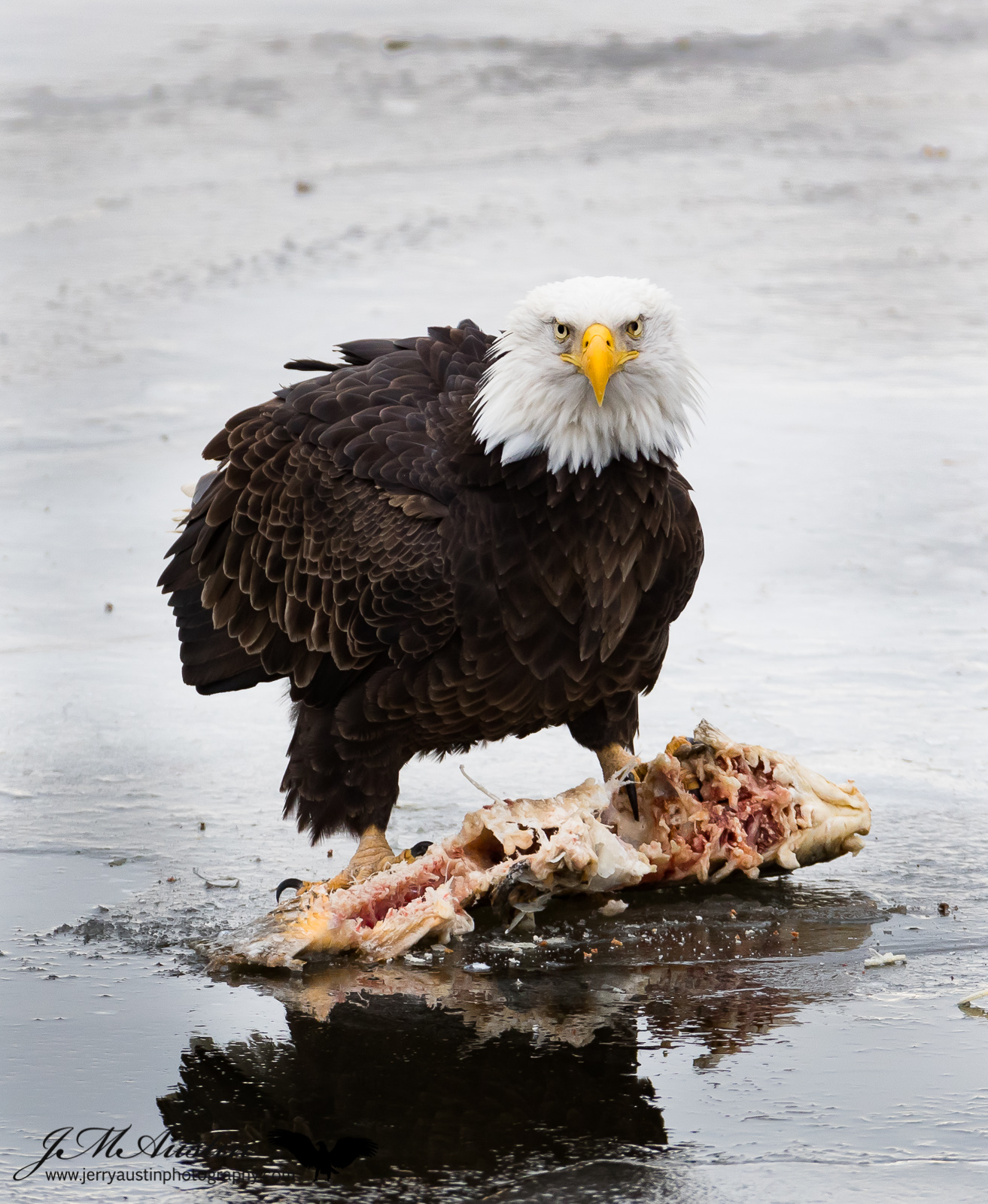 Eagle Stare