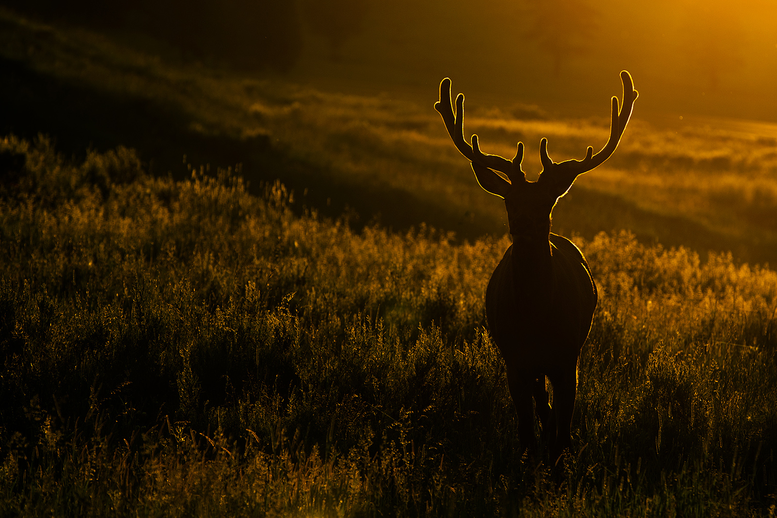Chandelier Elk