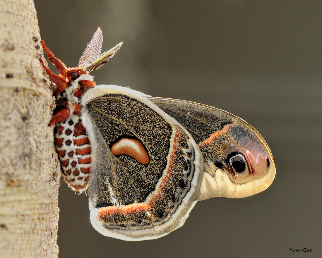 Cecropia Moth