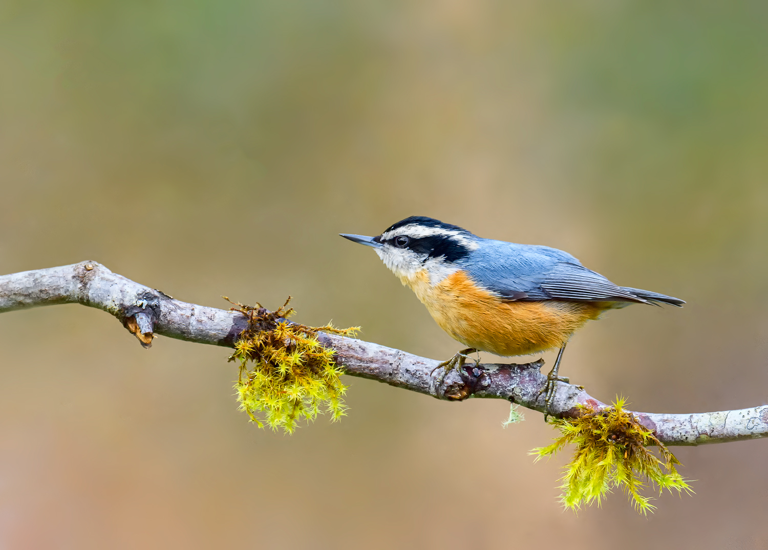 Red breasted Nuthatch