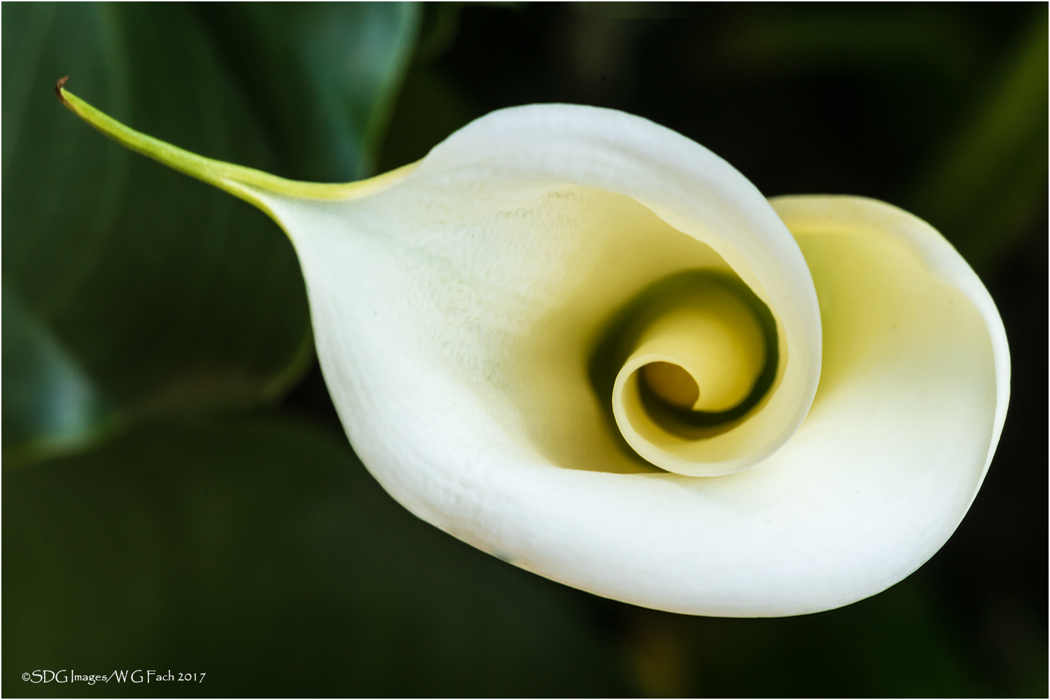 Unfurling