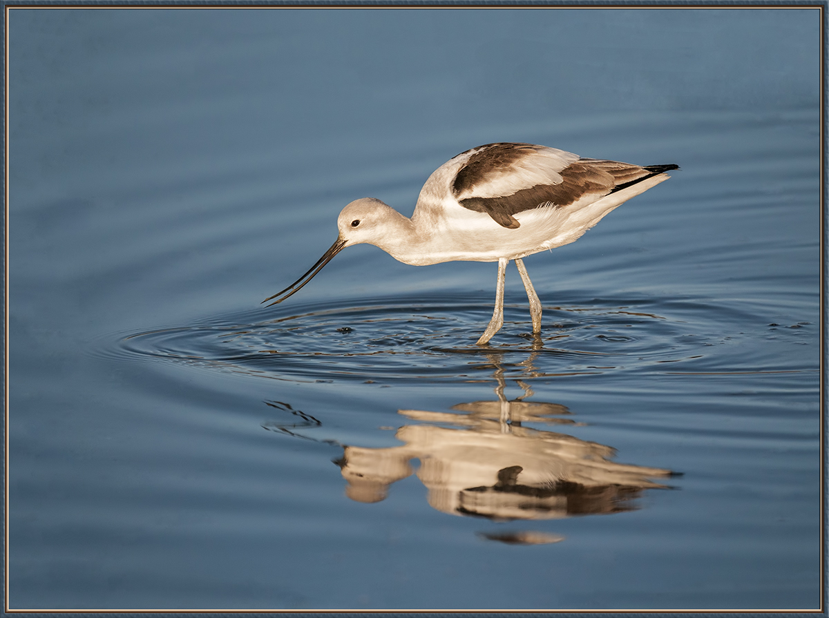 Avocet