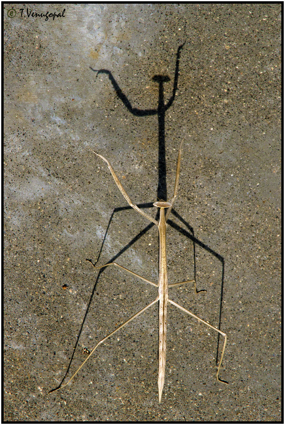 Dancing shadow